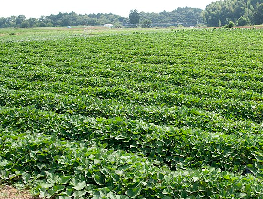 Apresentação on-line do Manual de boas práticas agrícolas na Batata-doce